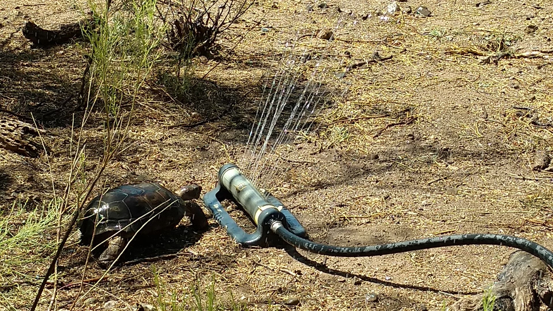 Readers share their desert tortoise photos